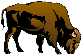 [Bison Grazing]