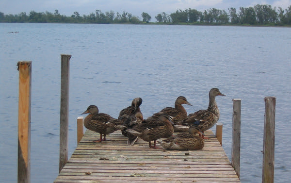 [Duck Dock]